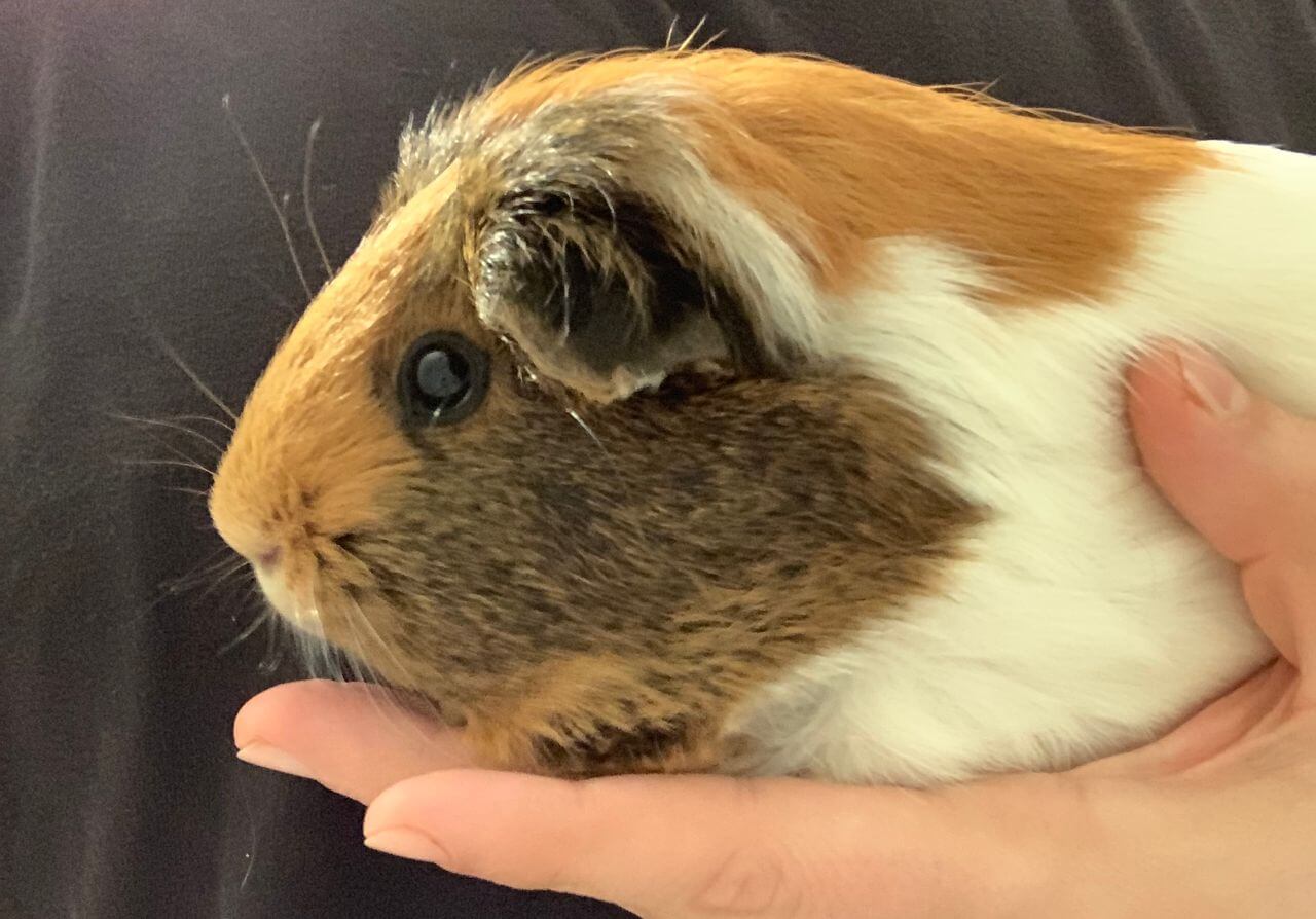 Penny the Guinea Pig